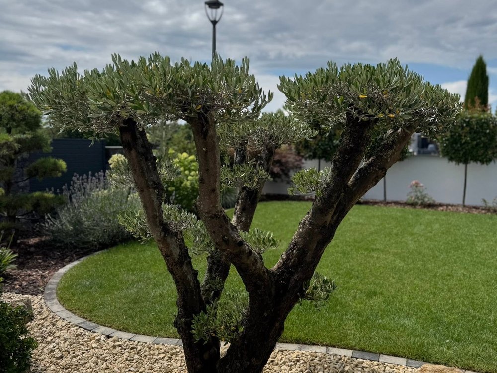 Arbre taillé & pelouse