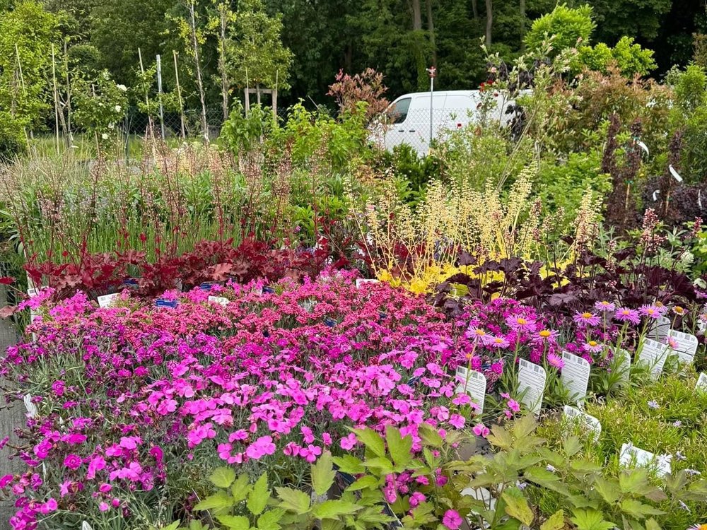 Massifs de fleurs